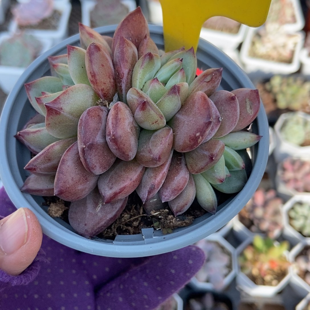 946夜魔侠多肉植物