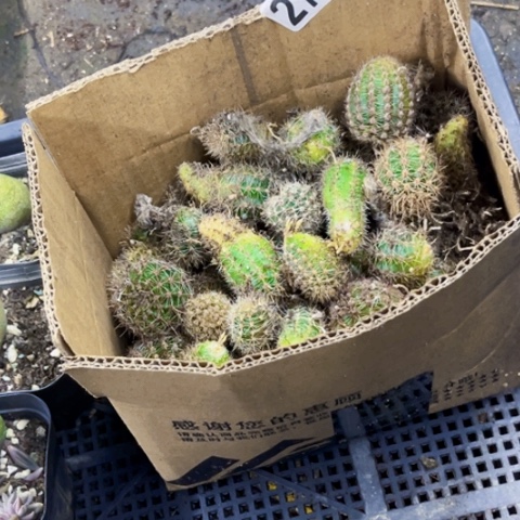 277彩草侧一箱如图东北不拍货
