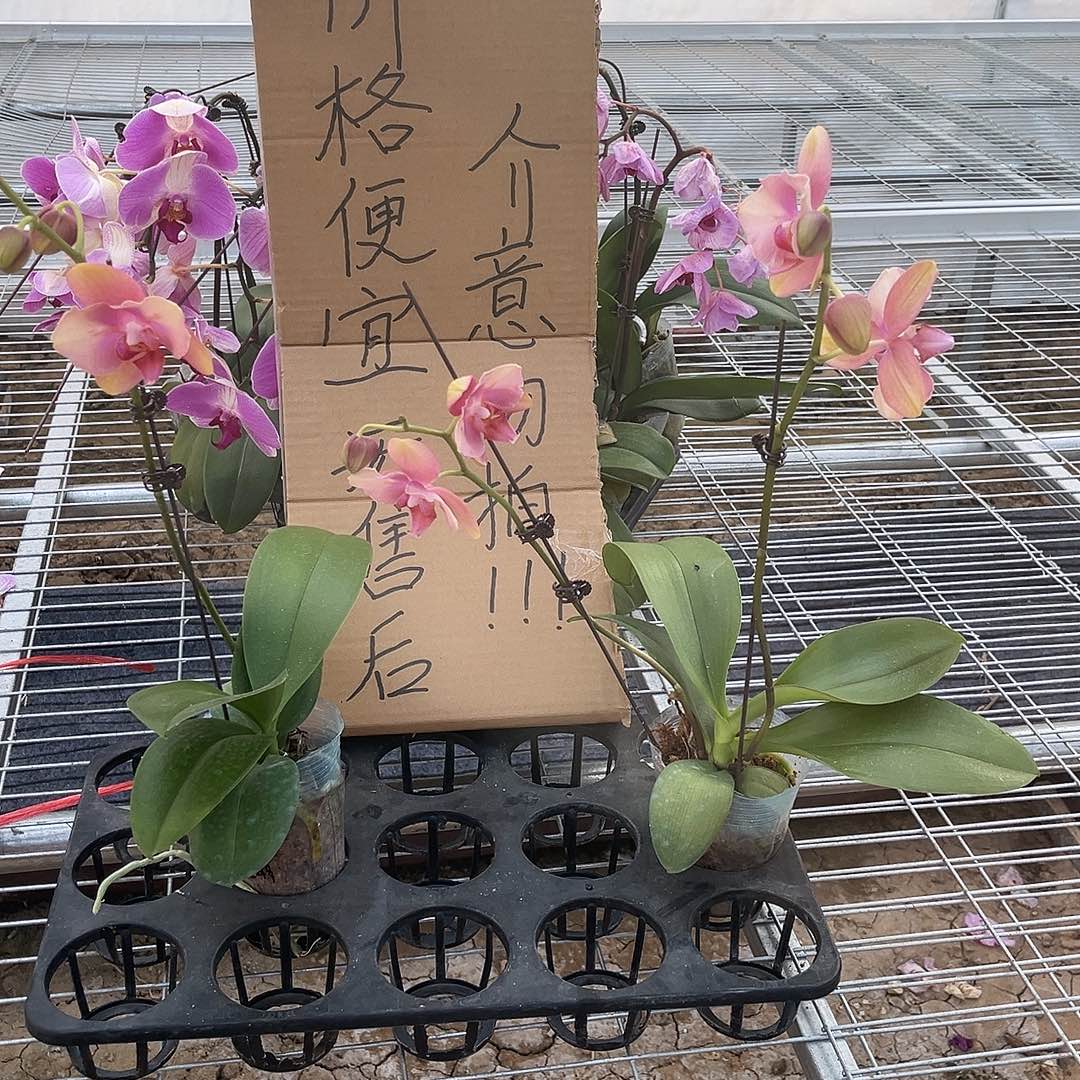 天***雄完全开放蝴蝶兰2个 变异梵高 不售后