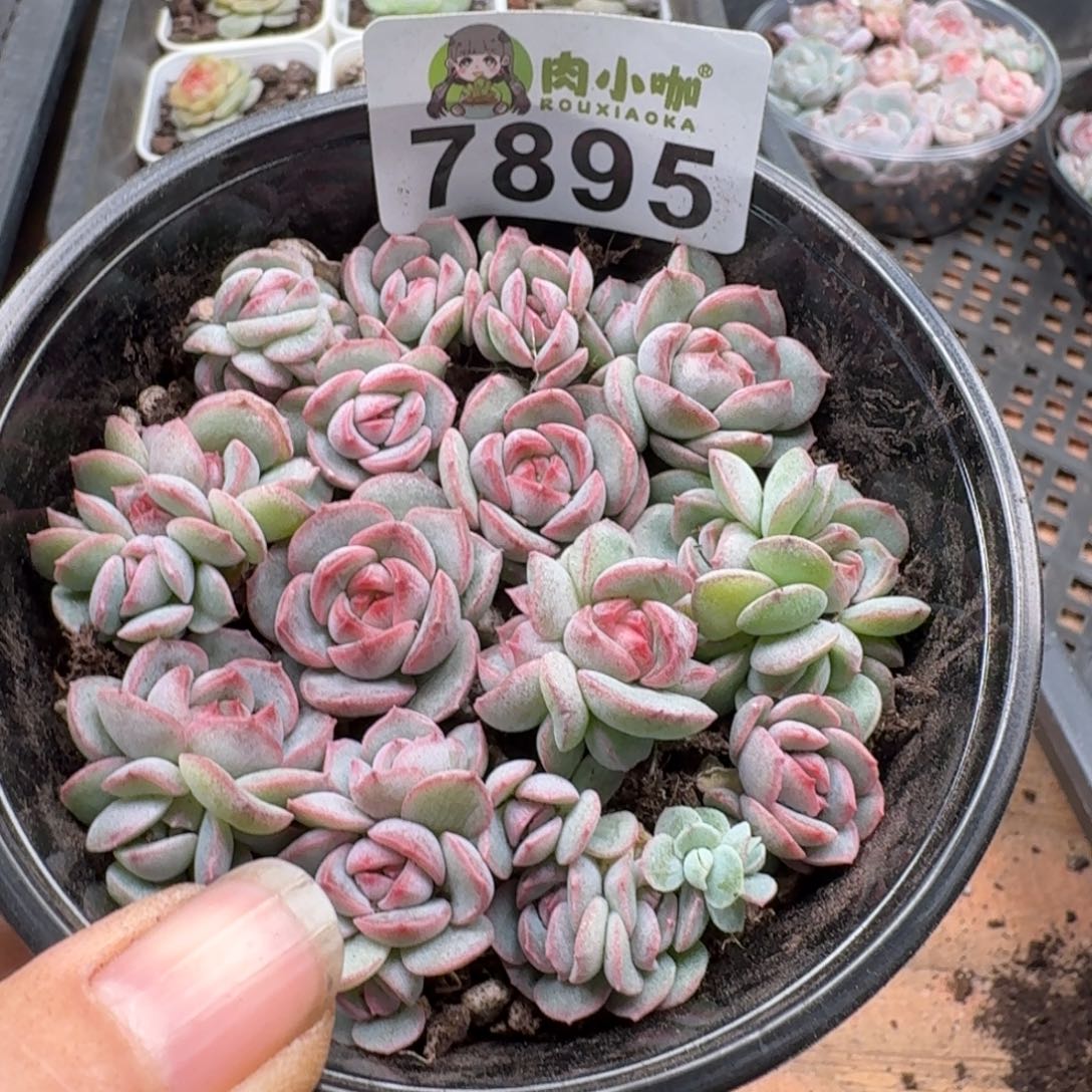 多肉植物多肉植物
