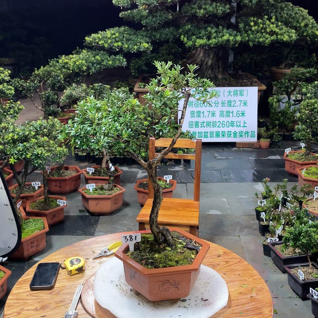 輕***麈以实际为准罗汉松珍珠381