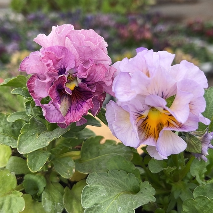 红陶l***抖音直播闪拍81