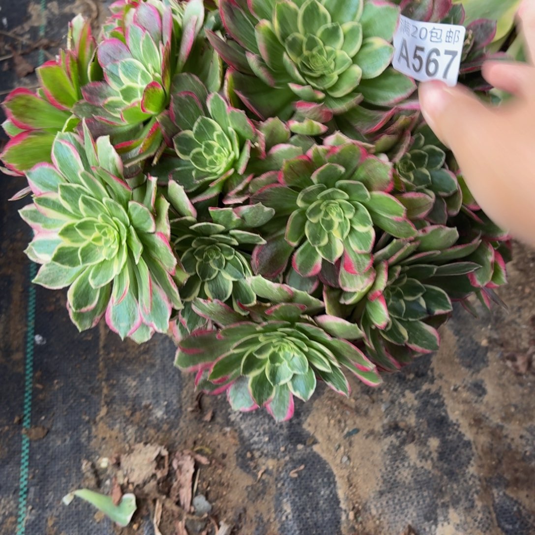 567多肉植物捧花的时候