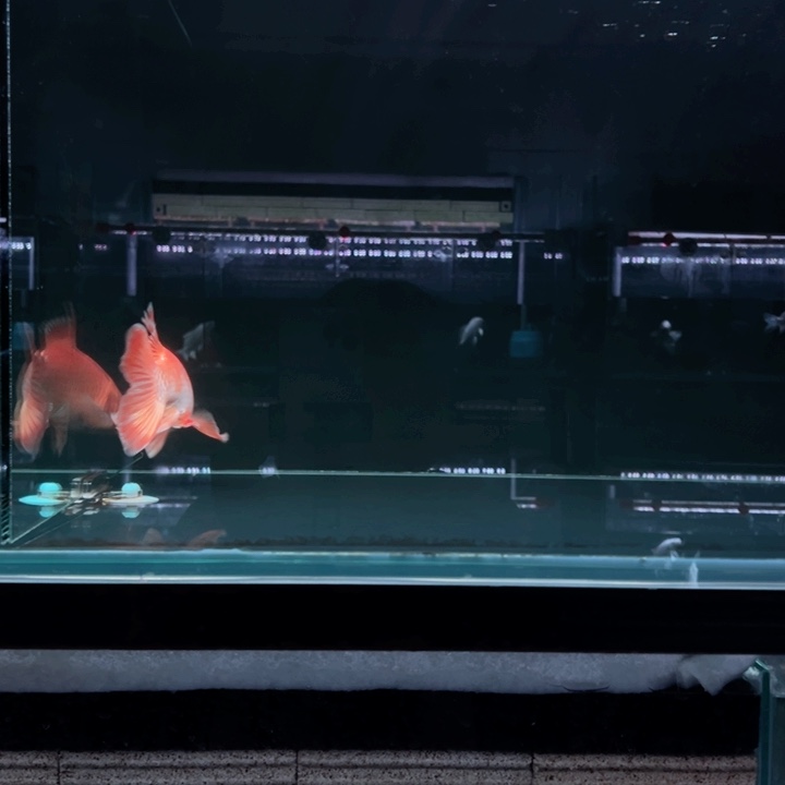 海水鱼追*。蝴蝶鲤1