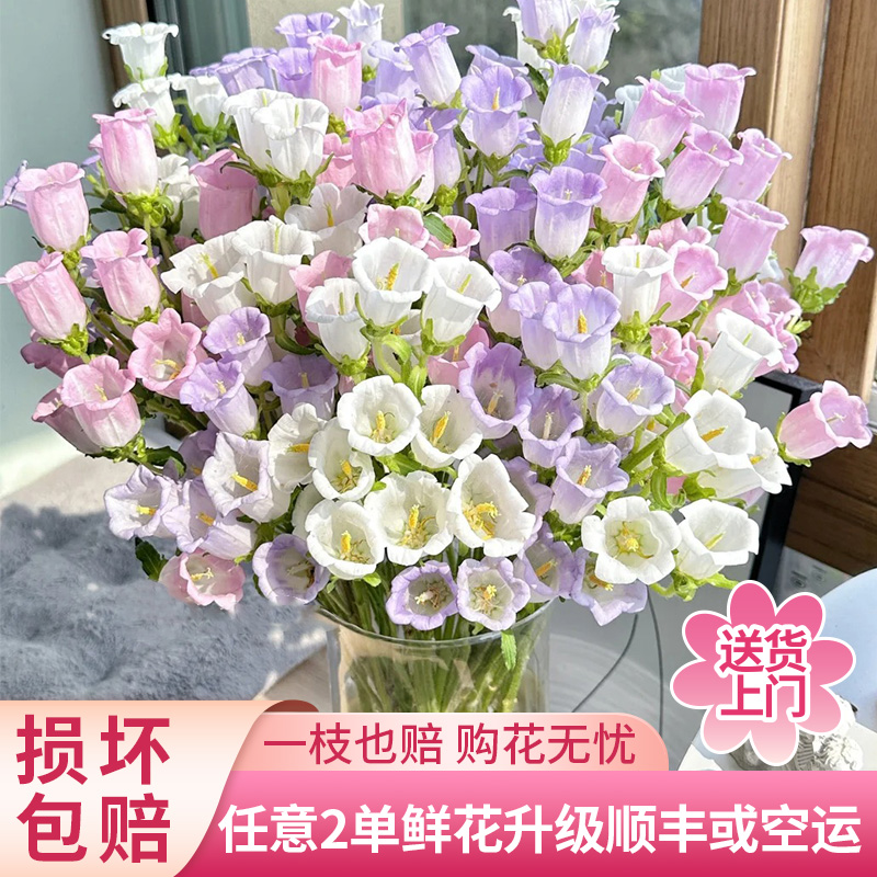 【黄梦宇】风铃花任意色-全场鲜花任意满两单及以上包邮送货上门