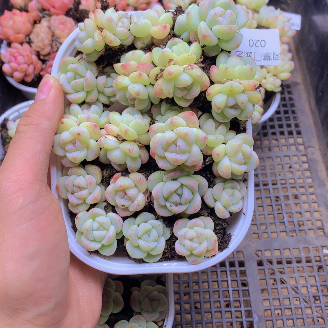 我要去看你了啊020