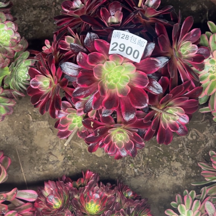 2900婚纱多肉植物