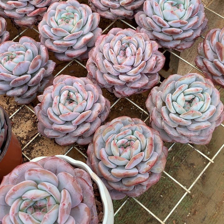 超胖体石榴籽星影橙梦露两单包邮