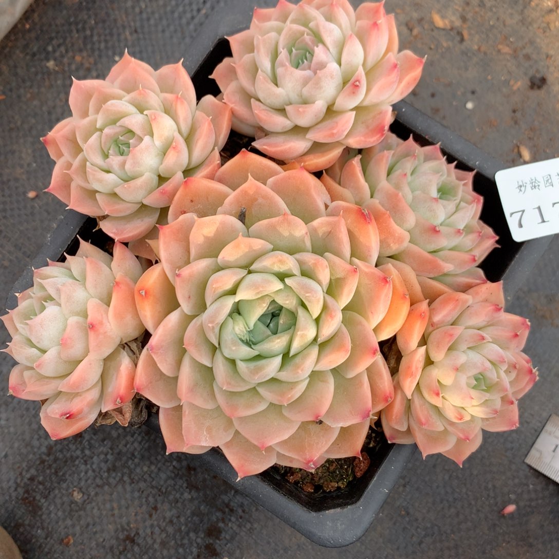 7175杂交精品基地16厘米