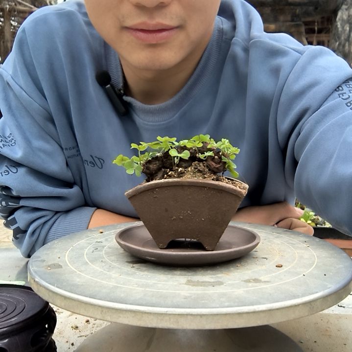 6*小盆景小植物一物一拍112