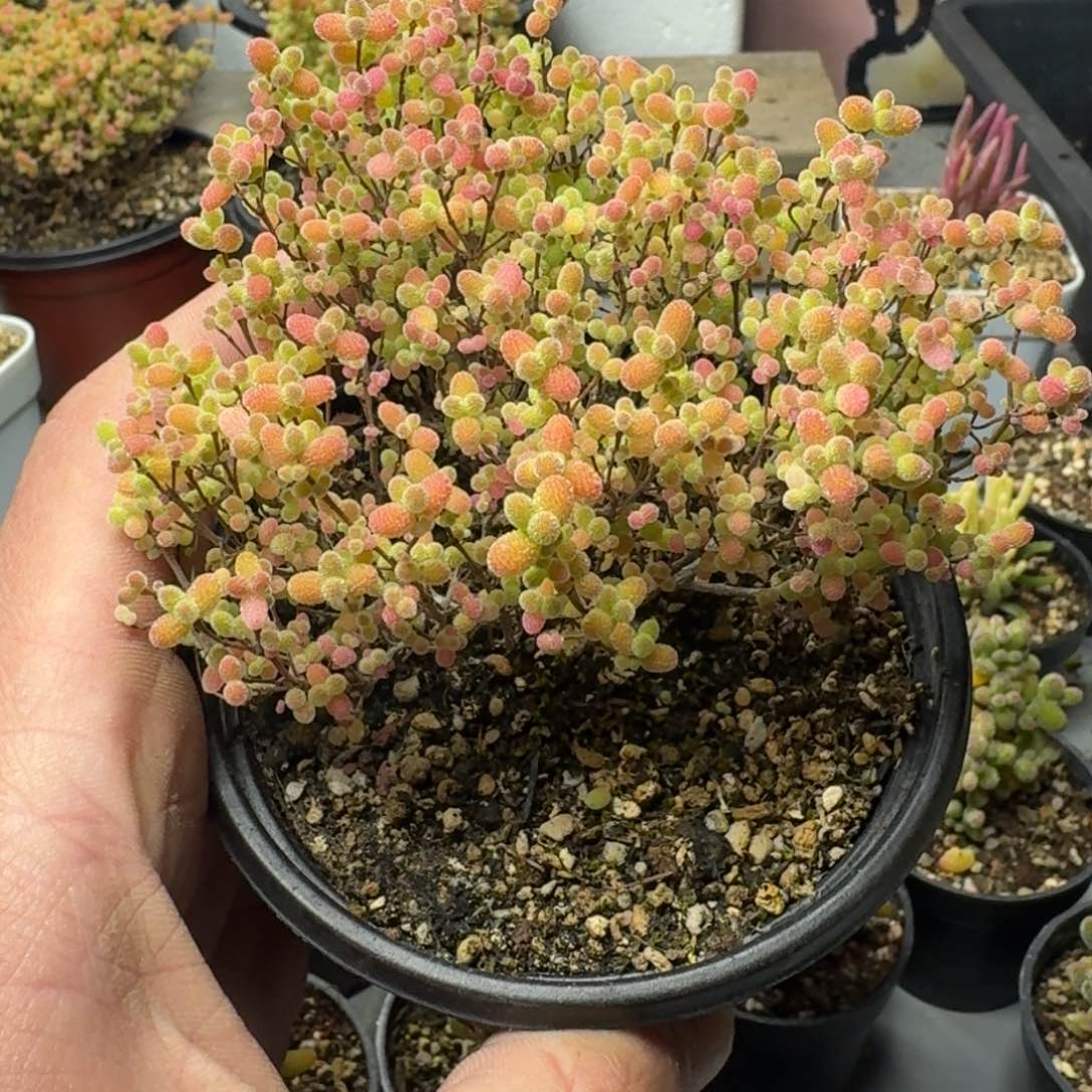 蜜橘 多肉植物枝干番杏