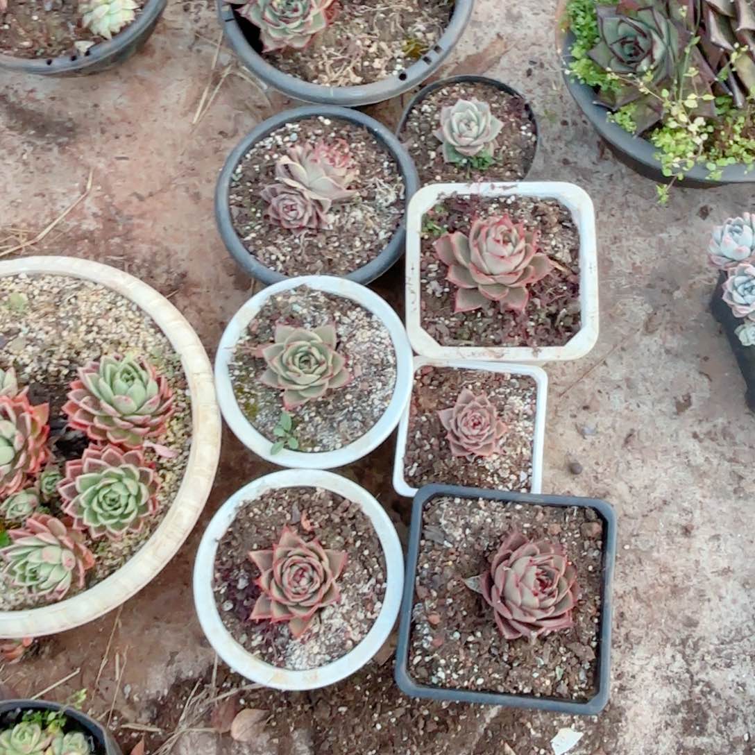 星星。  3颗。 随机。