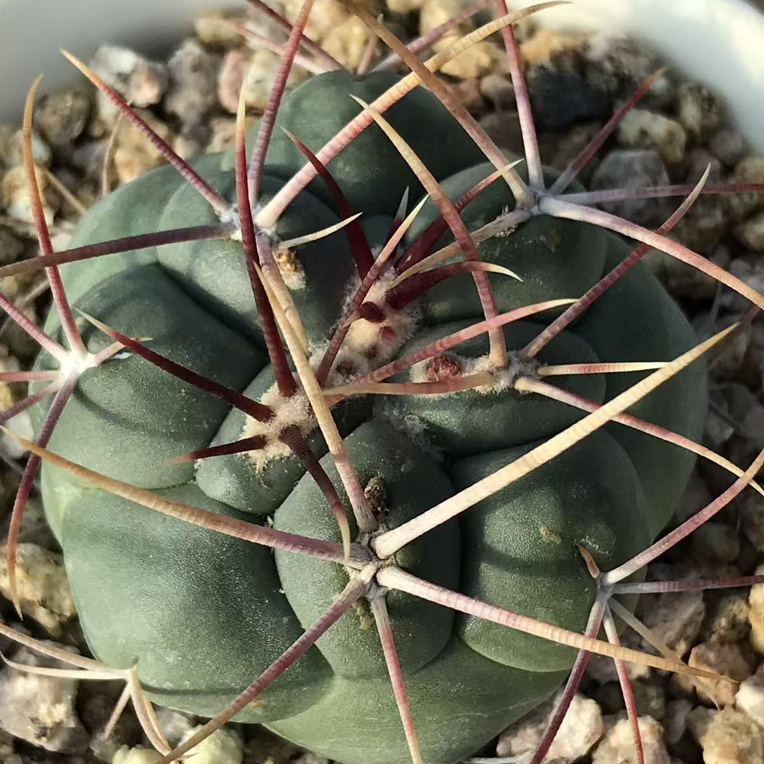 实生仙人舞者影多肉办公室防辐射植物盆栽净化空气