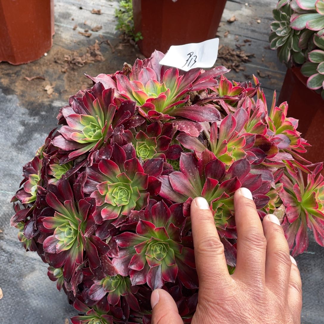 老五多肉91311111