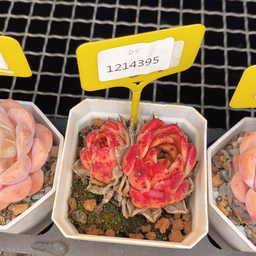 福利多多。1214395