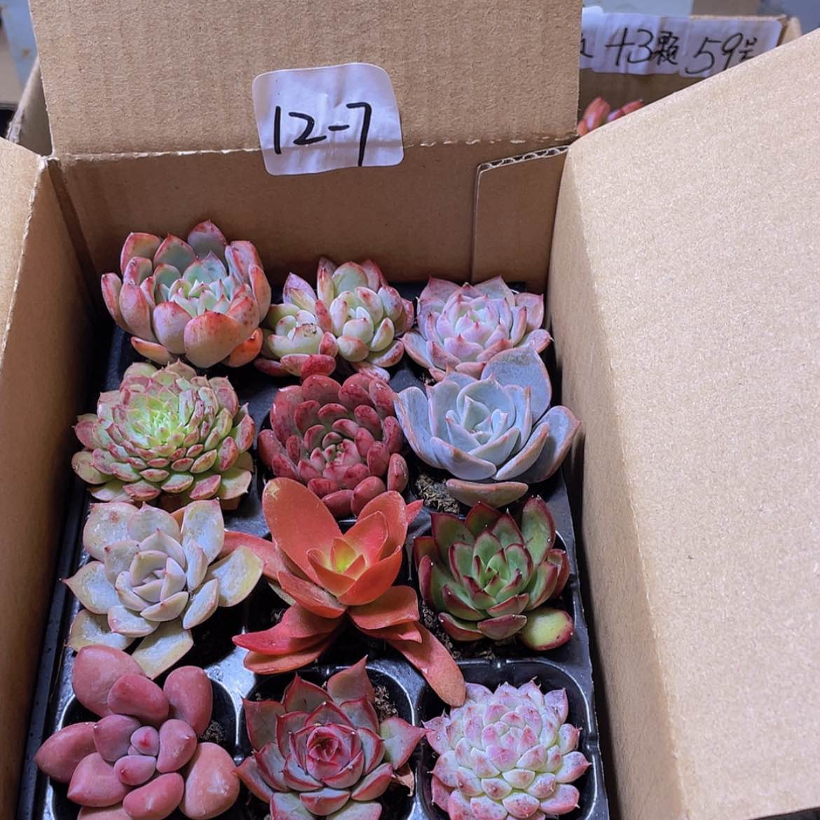 【闪购商品】12颗-7