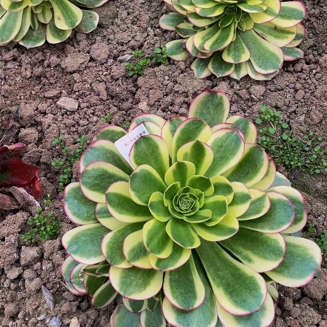 2649奶白多肉植物