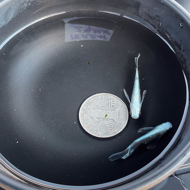 青鳉鱼真长鳍天使之翼2条6号