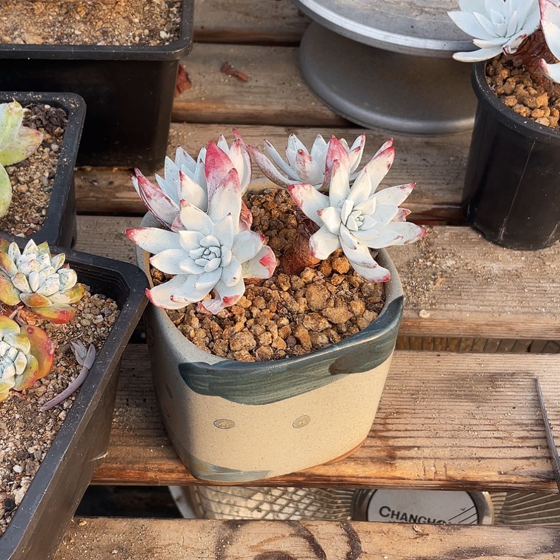 晨溪园艺仙女杯呀