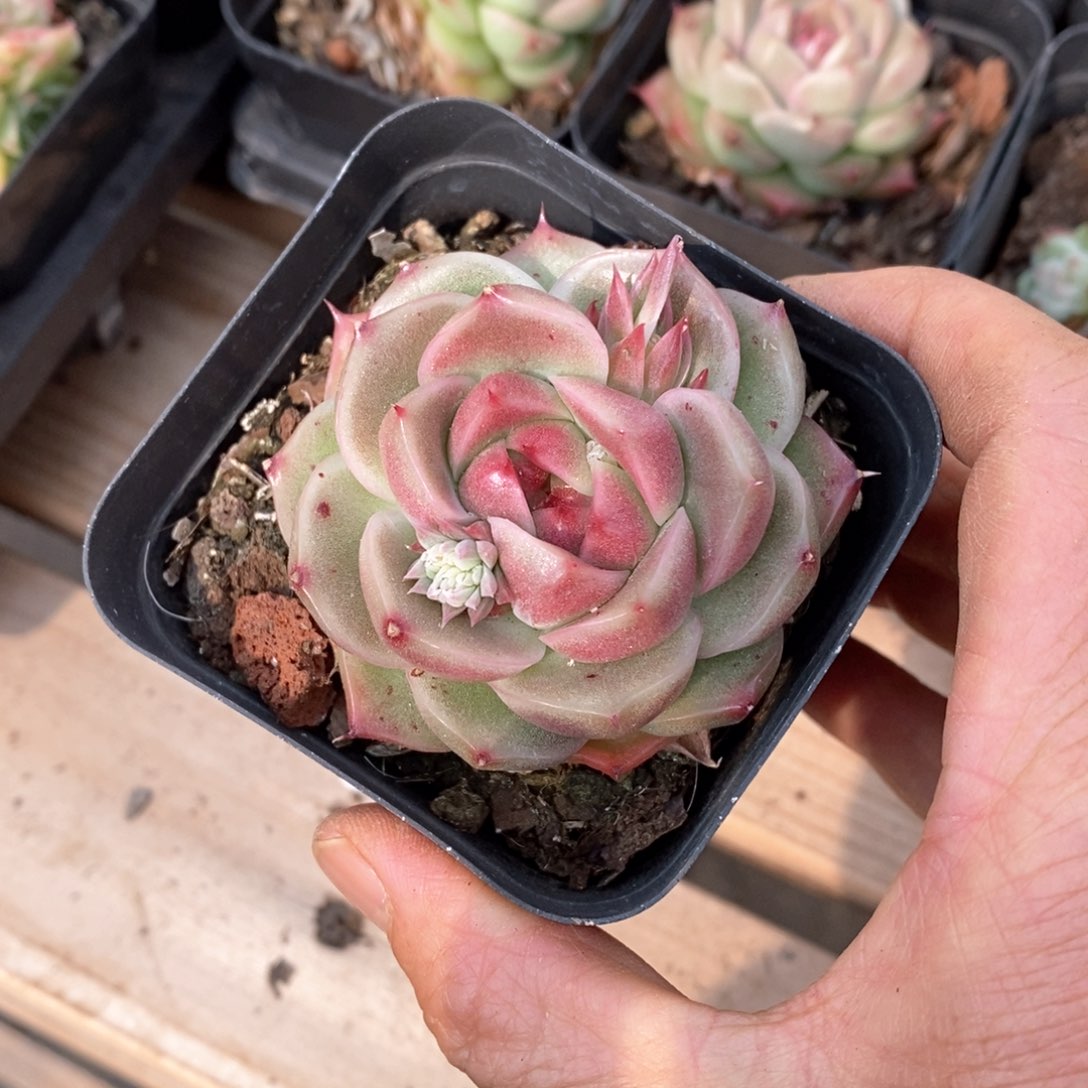 精品多肉一物一拍不包整89