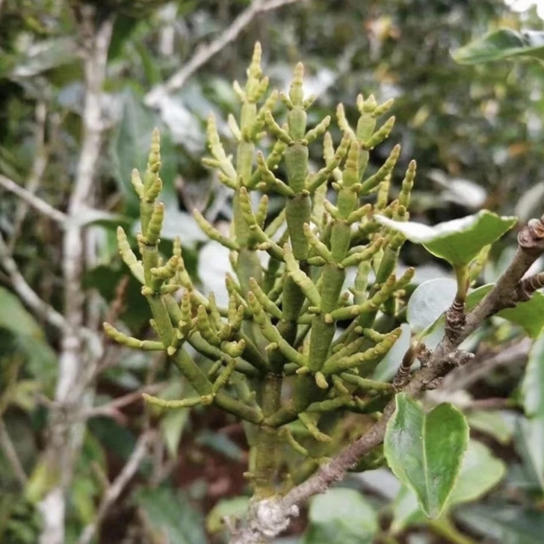 云南古树普洱茶通用链接（螃蟹脚）