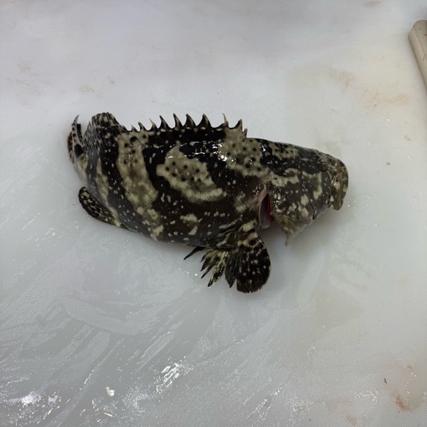 2-2.5斤石斑鱼（28/斤）