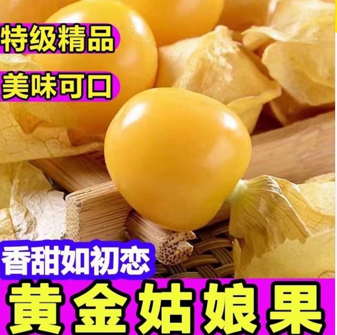薄皮小金豆菇茑果 小姑娘果 灯笼果 洋姑娘新鲜水果 当季现摘现发