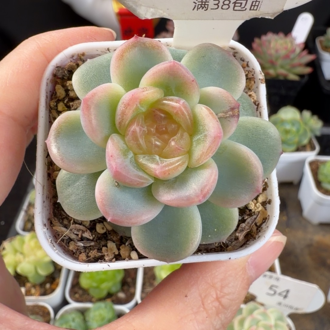 无尽灯单头福利56号