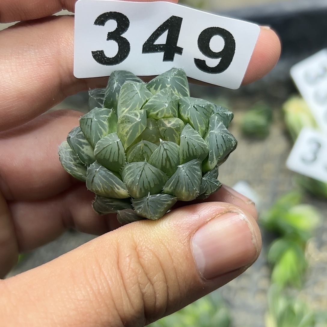 糊斑霓虹灯锦十二卷多肉植物