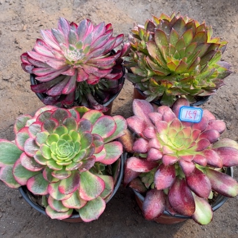 159多肉植物组合