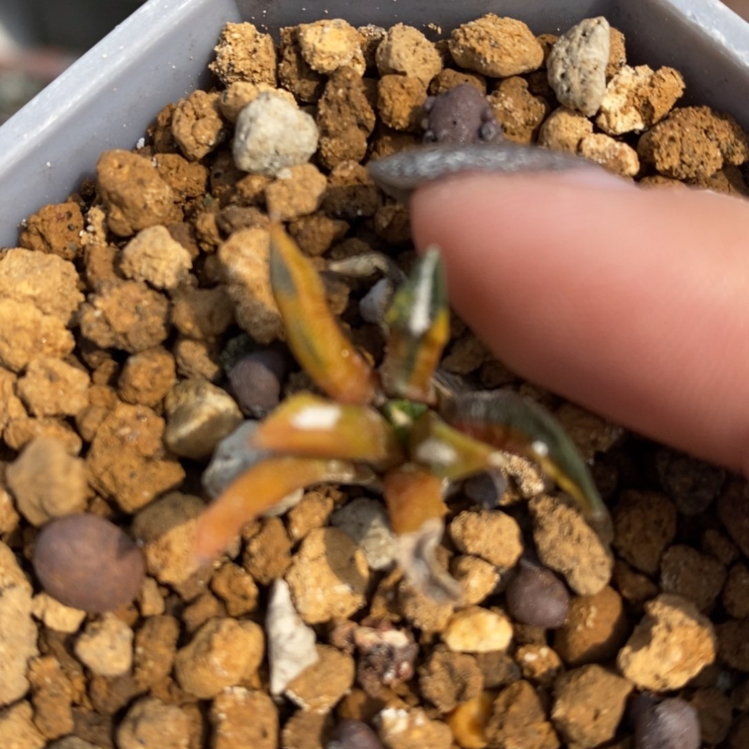 实生黑牡丹锦福利