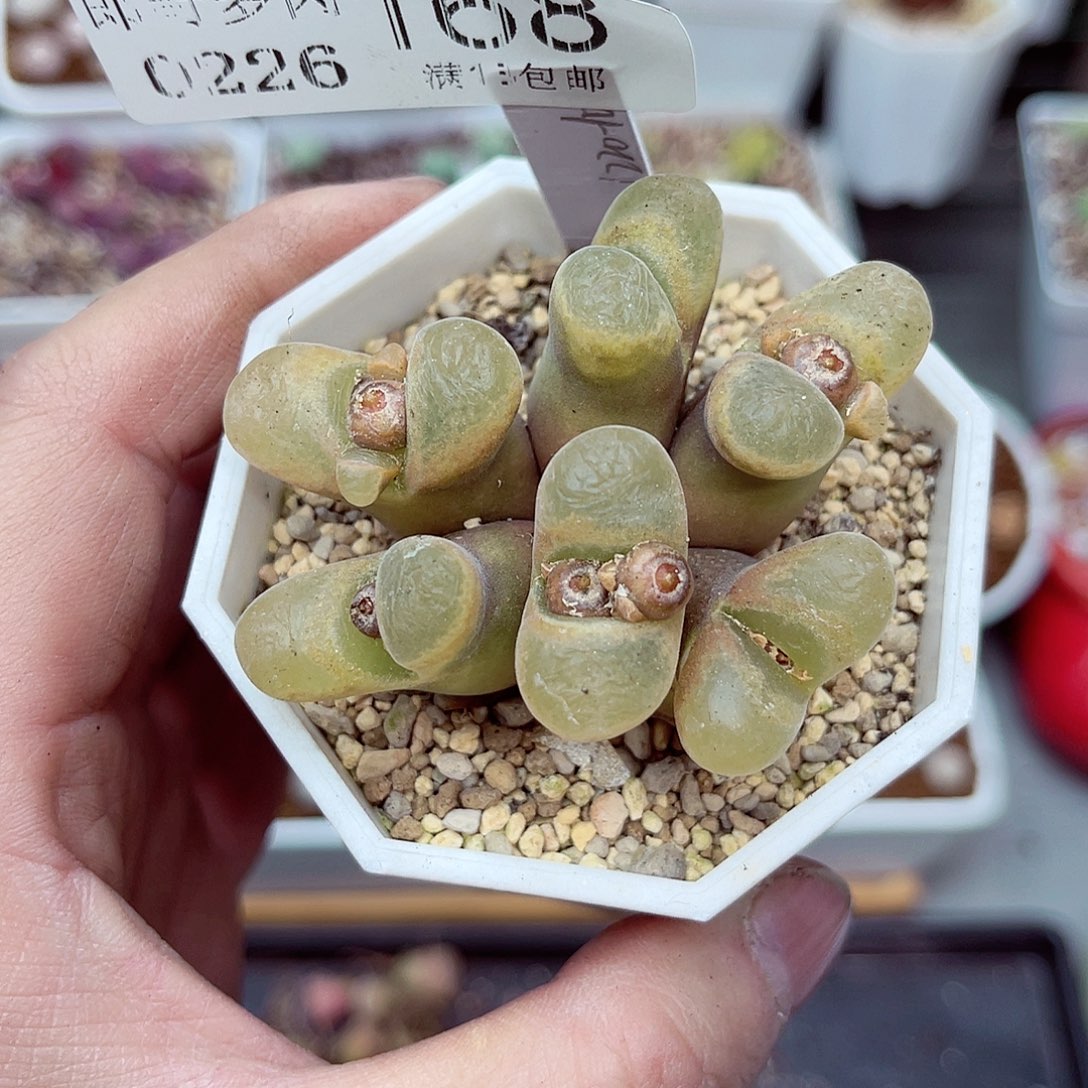 郎哥多肉生石花26-168