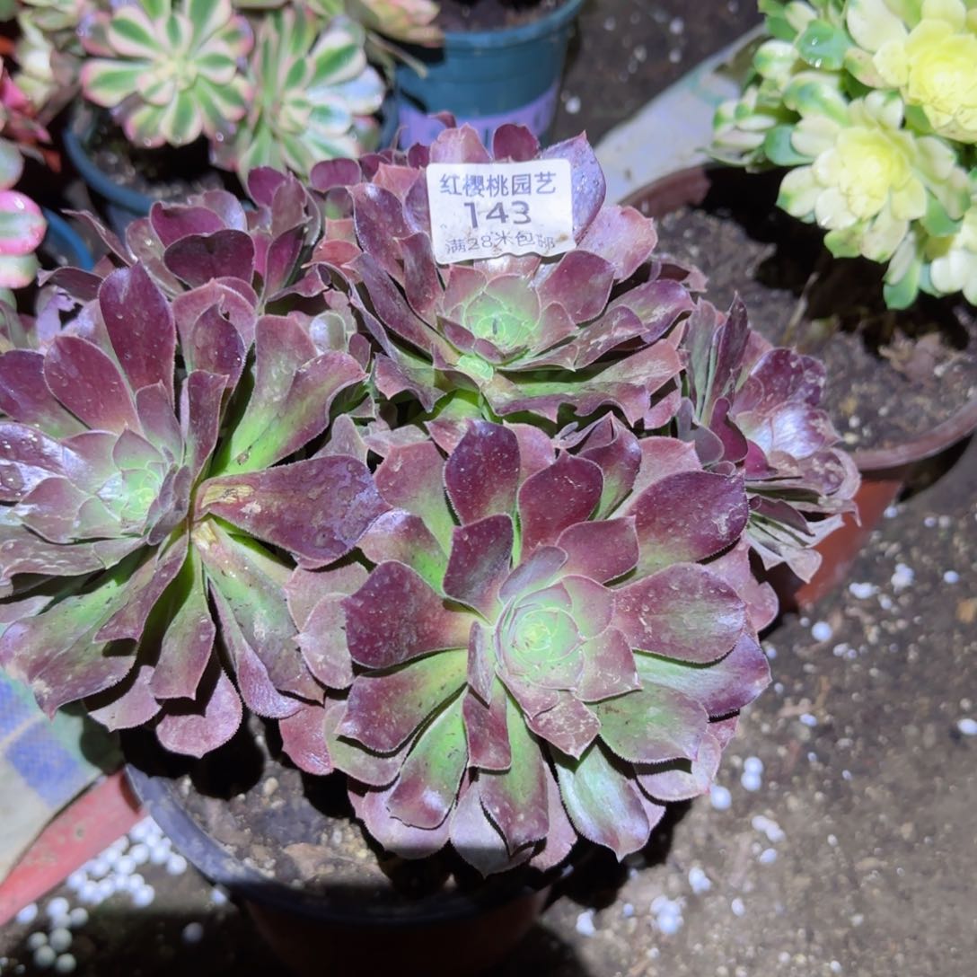 欧子法师多肉143