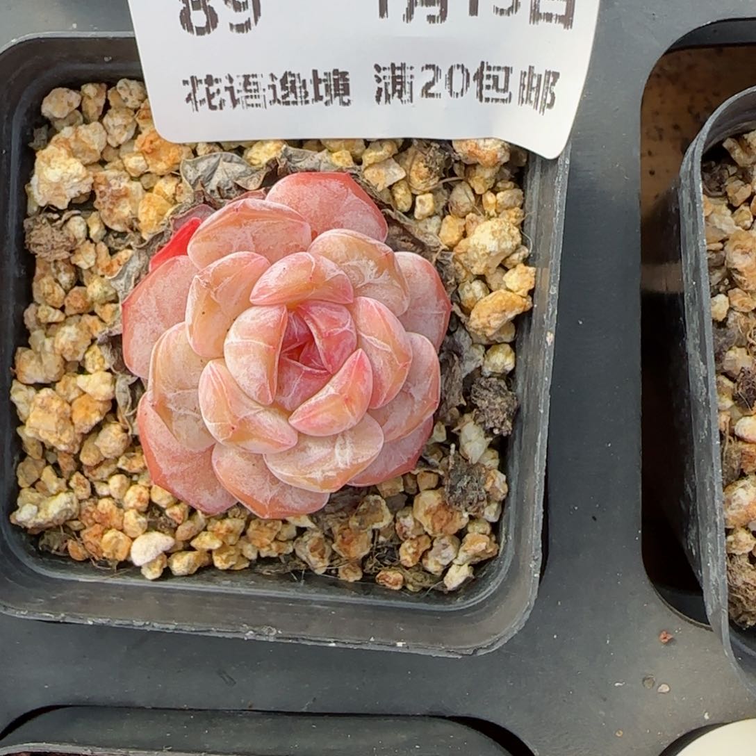 花语逸境0113-89香槟糖心