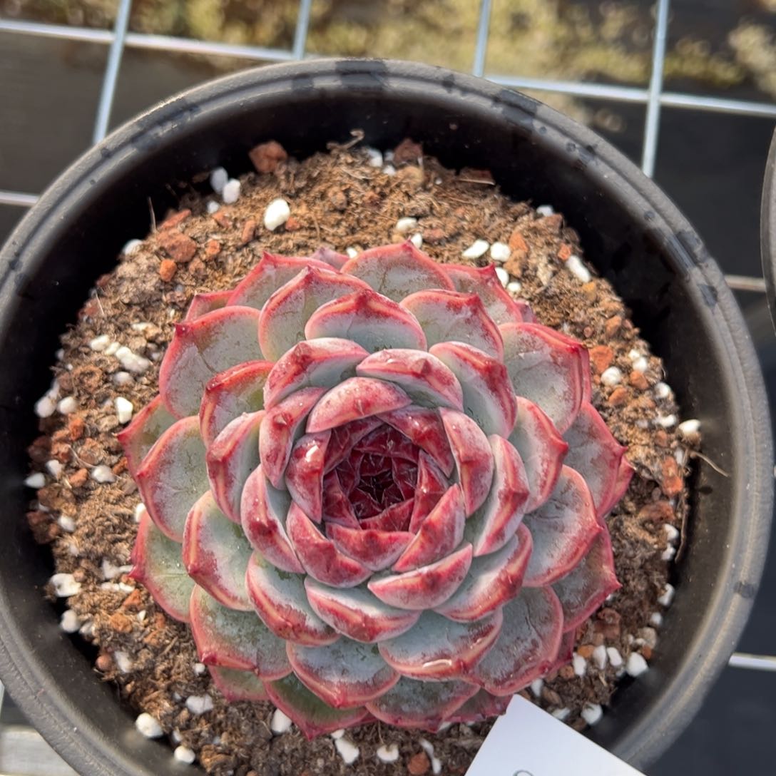 小***头2255肉肉肉肉肉肉