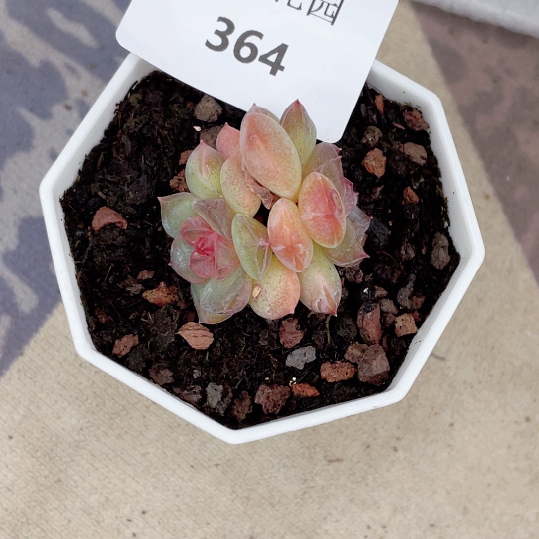 ღ***静364号糖心冰心珍妮 晴川