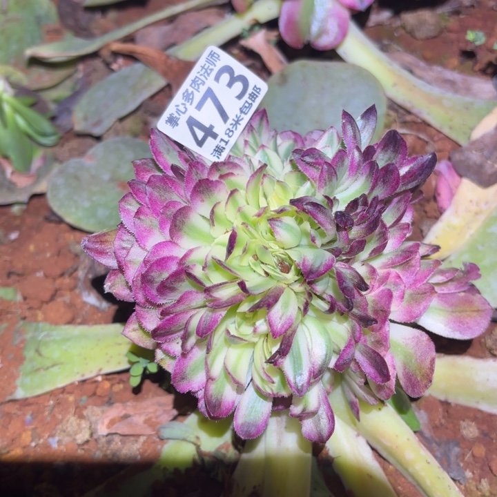 473海仙缀化掌心多肉法师锦，我给您