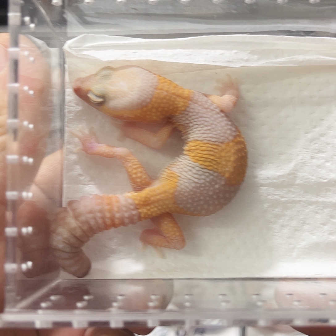 肥尾守宫玫瑰橘白隐祖鲁66焦糖 