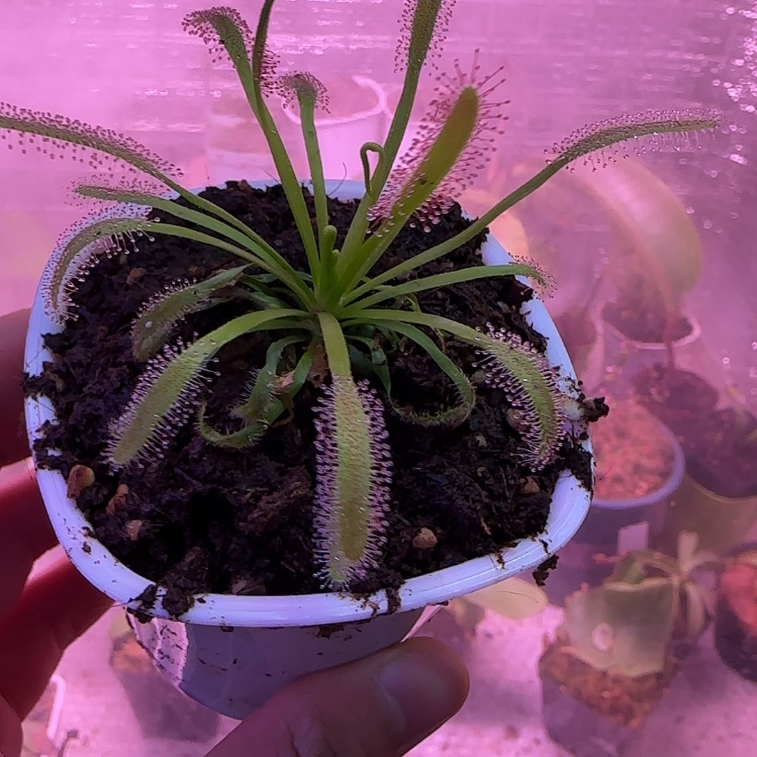黄****无花朵专拍好望角