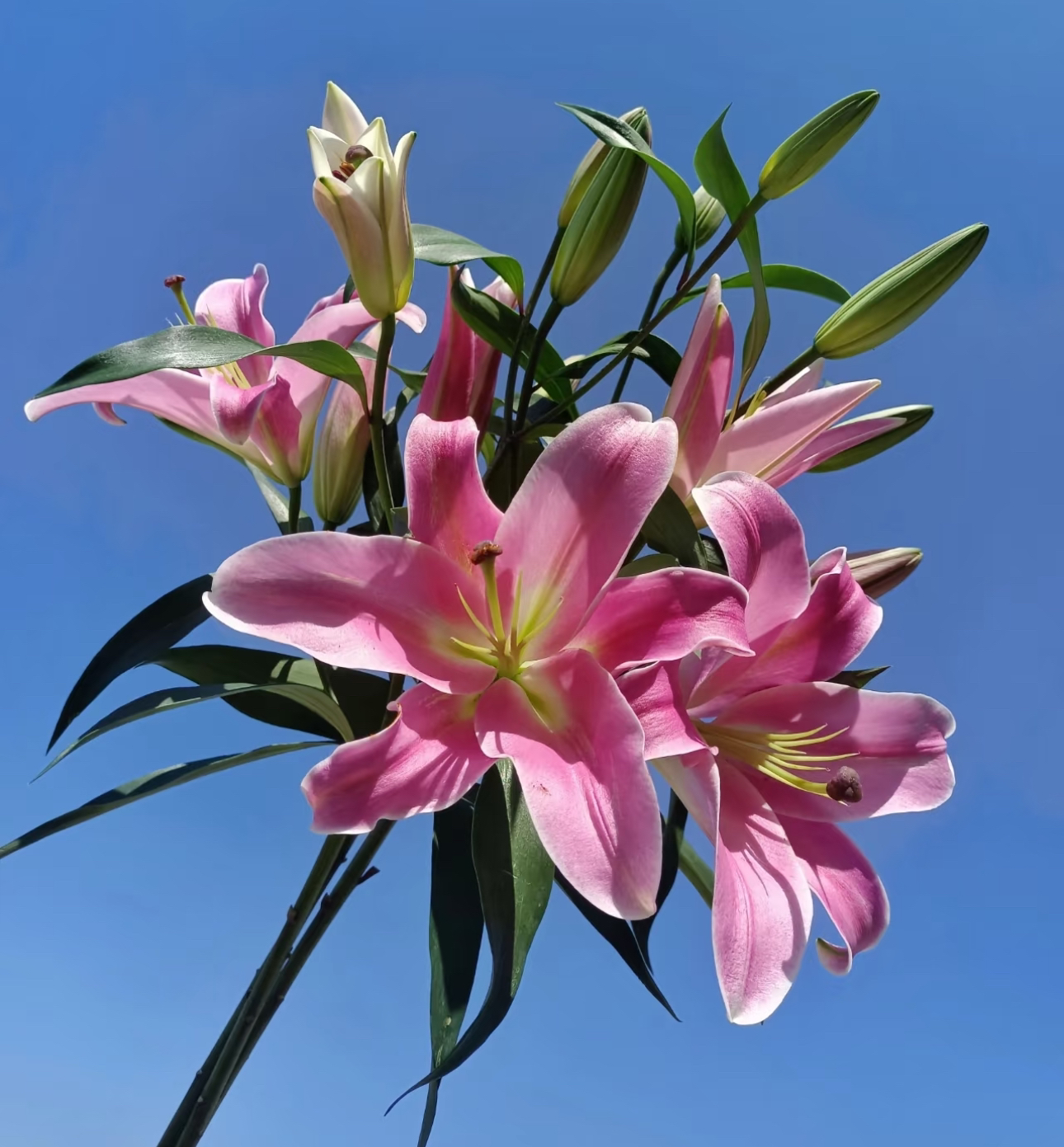 【普拉芬多 香水百合】云南基地直发-两单升级顺丰冷链