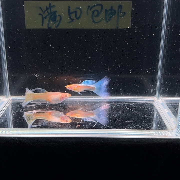 孔雀鱼天空蓝孔雀大c