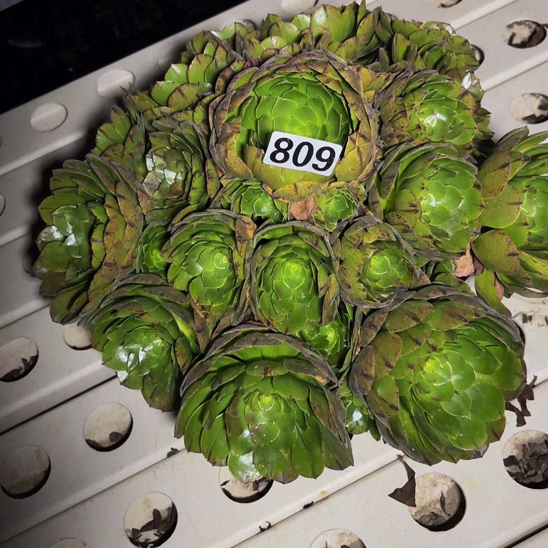 万圣节拉丝3/46包邮法师