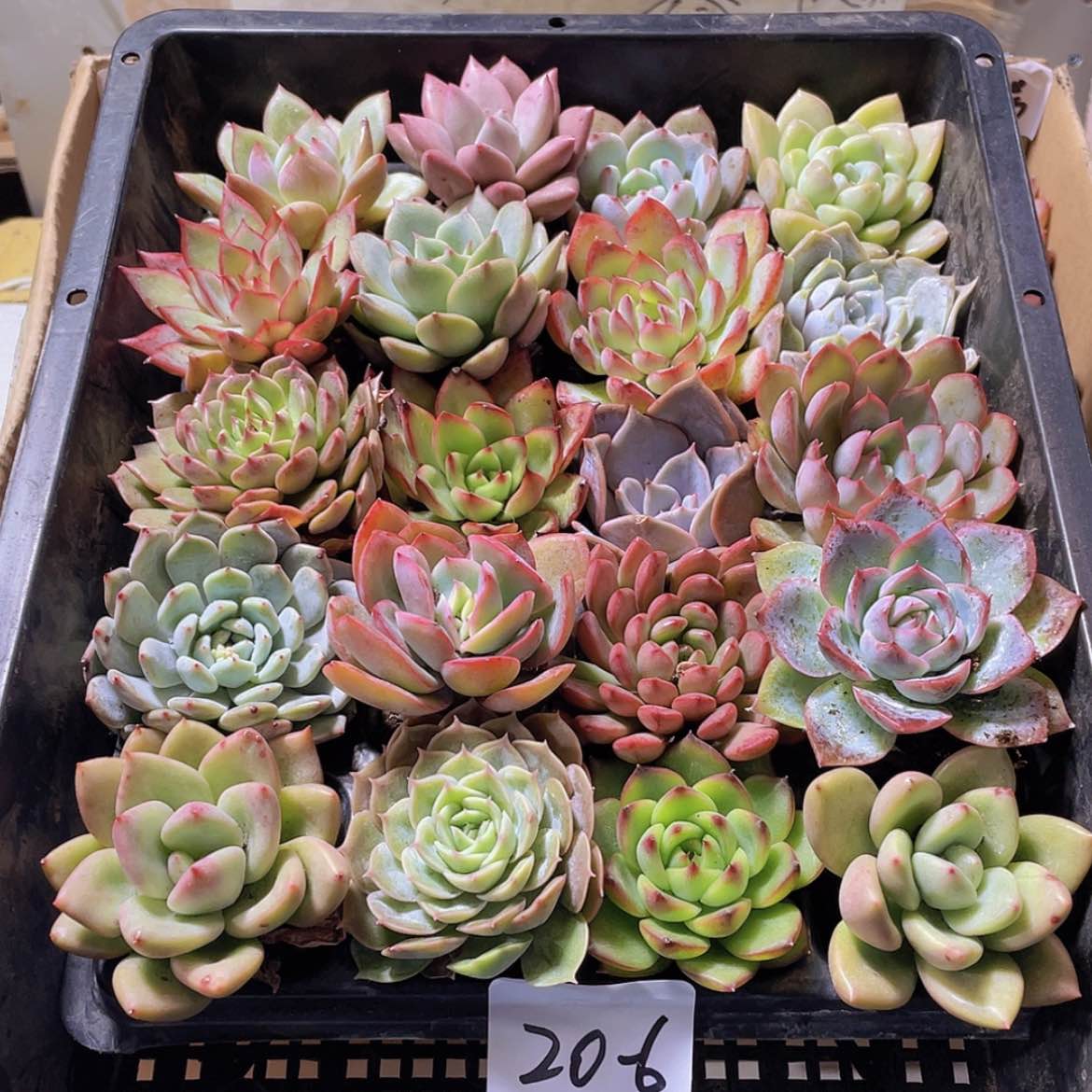 【闪购商品】20颗-6