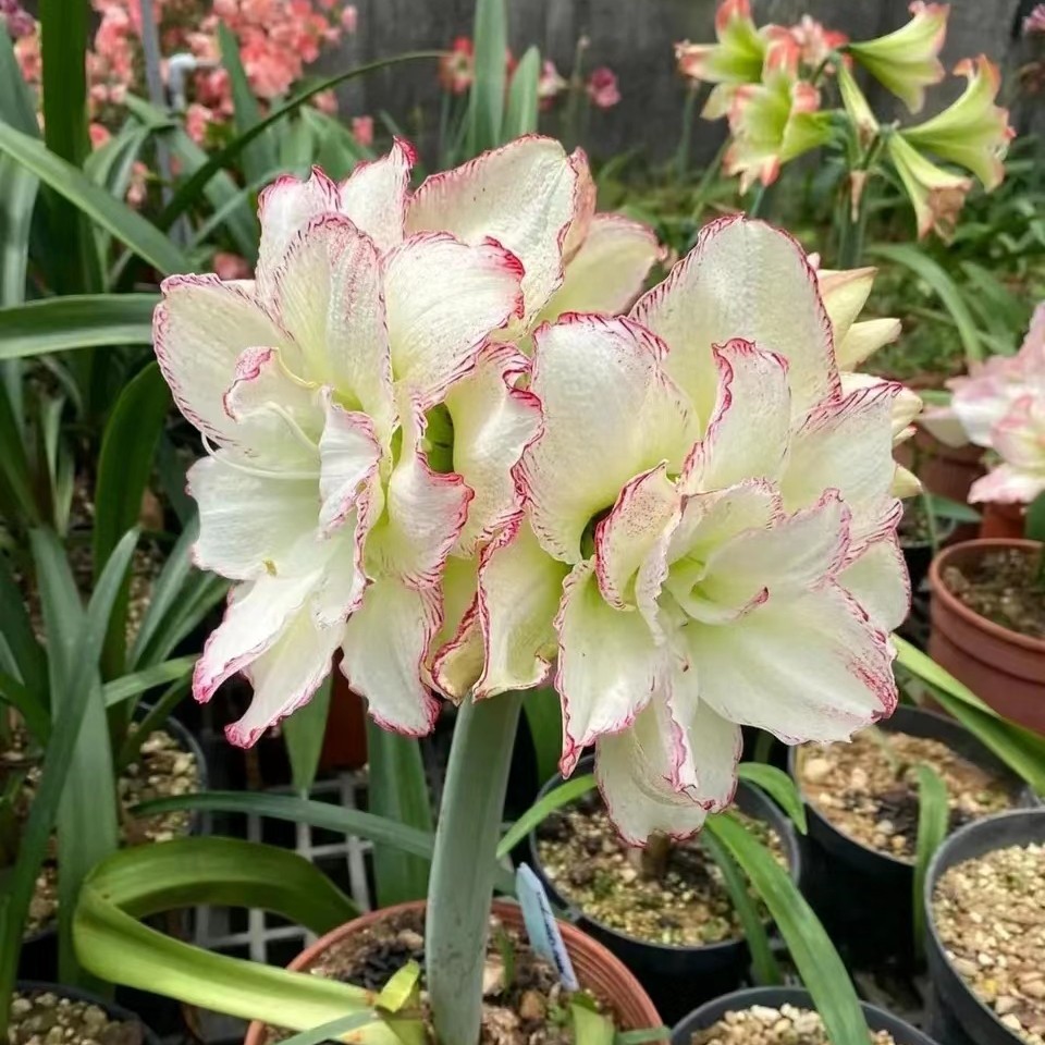 福利（另类女孩）5+当年开花球重瓣朱顶红包品种