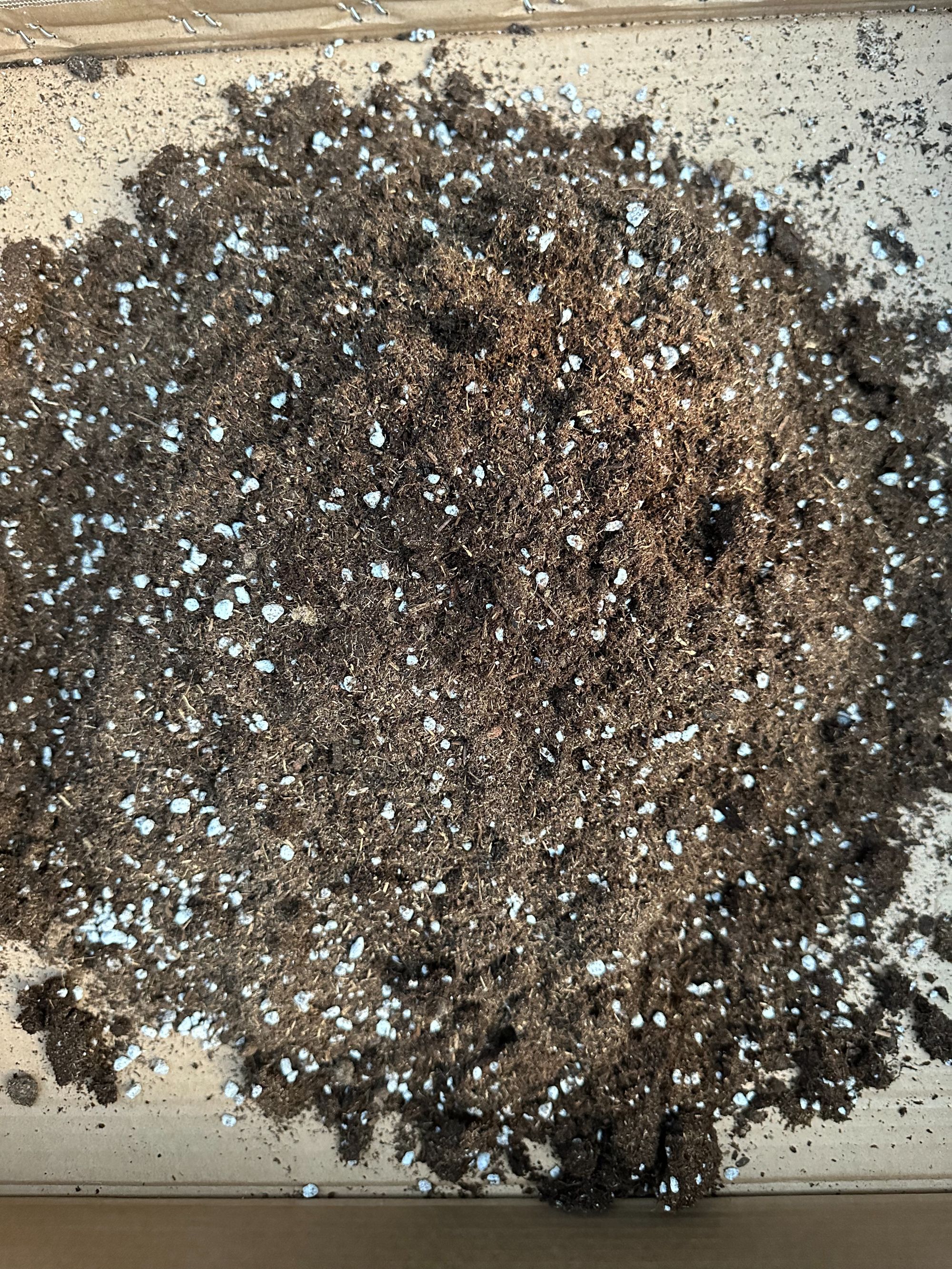 秋海棠专业营养土3—4斤