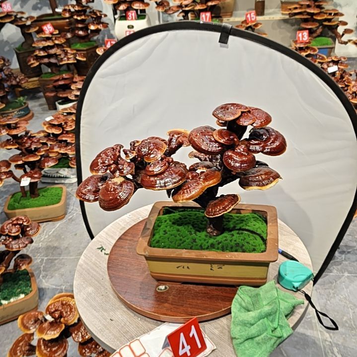 灵芝盆景高端大气上档次