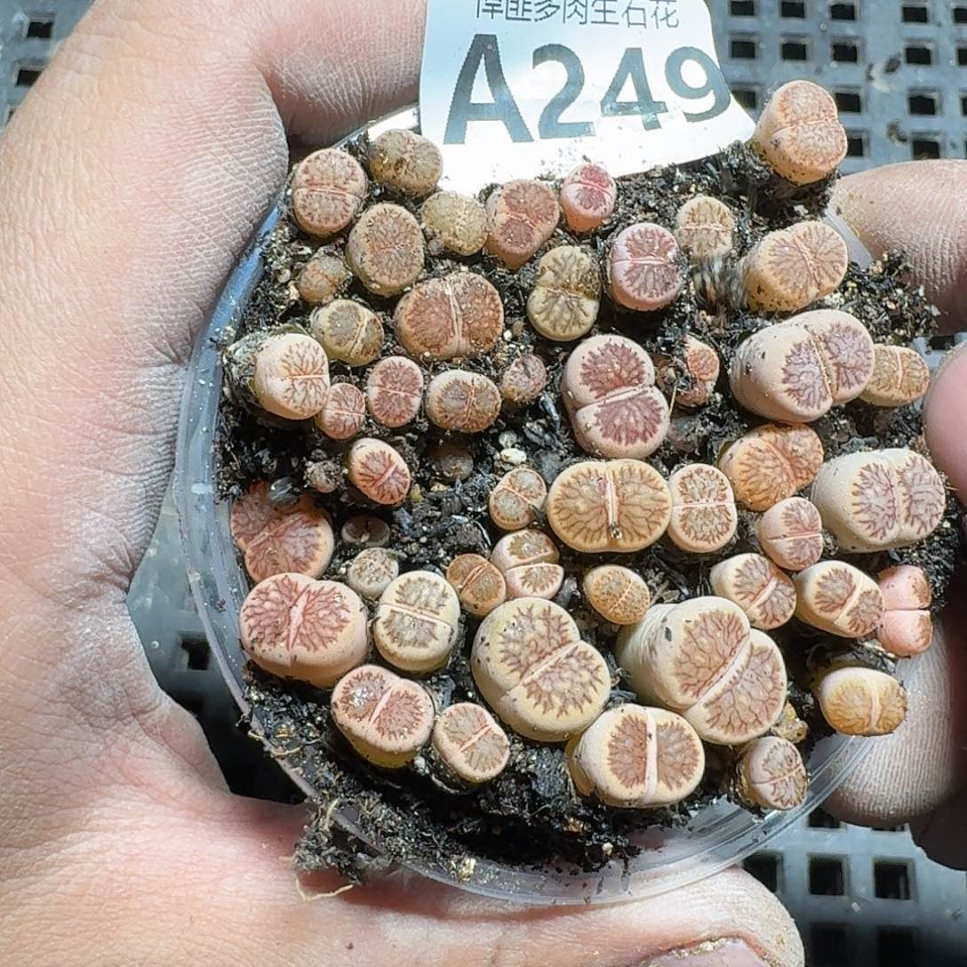 249 多肉植物多肉植物