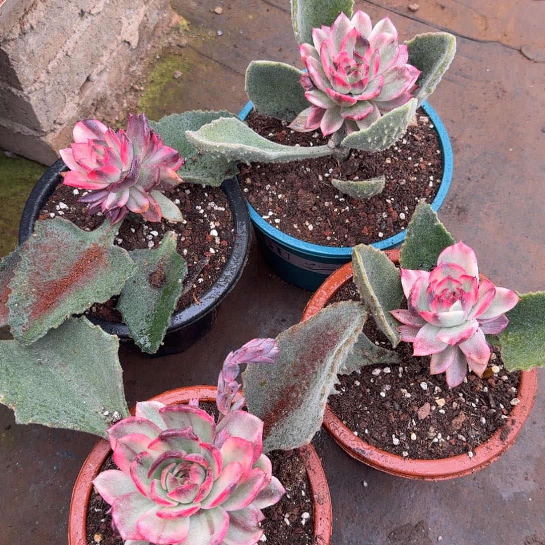 火焰山锦群，多肉锦