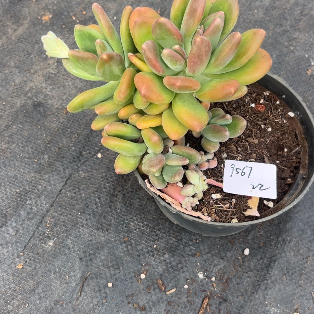 用****7芒果奶多肉植物