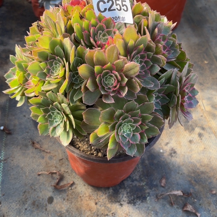 瑞妈，，。。。。。255万花筒，